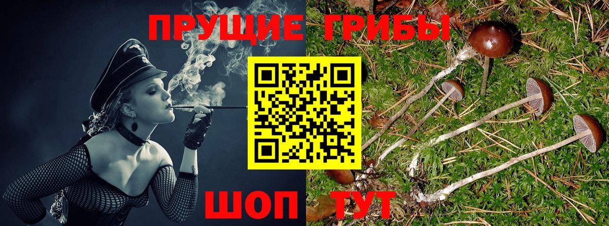 Галлюциногенные грибы MAGIC MUSHROOMS  Вход с VPN  Семилуки  Галлюциногенные грибы GOLDEN TEACHER 